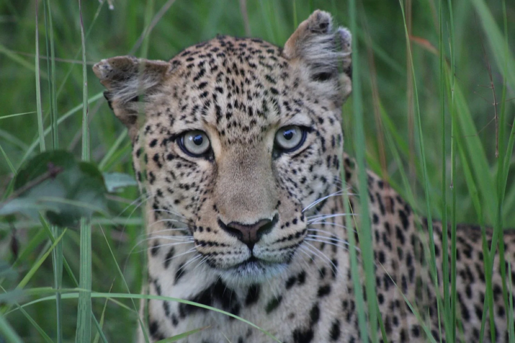 Royal Olympia Lodge and Safaris guest group preview