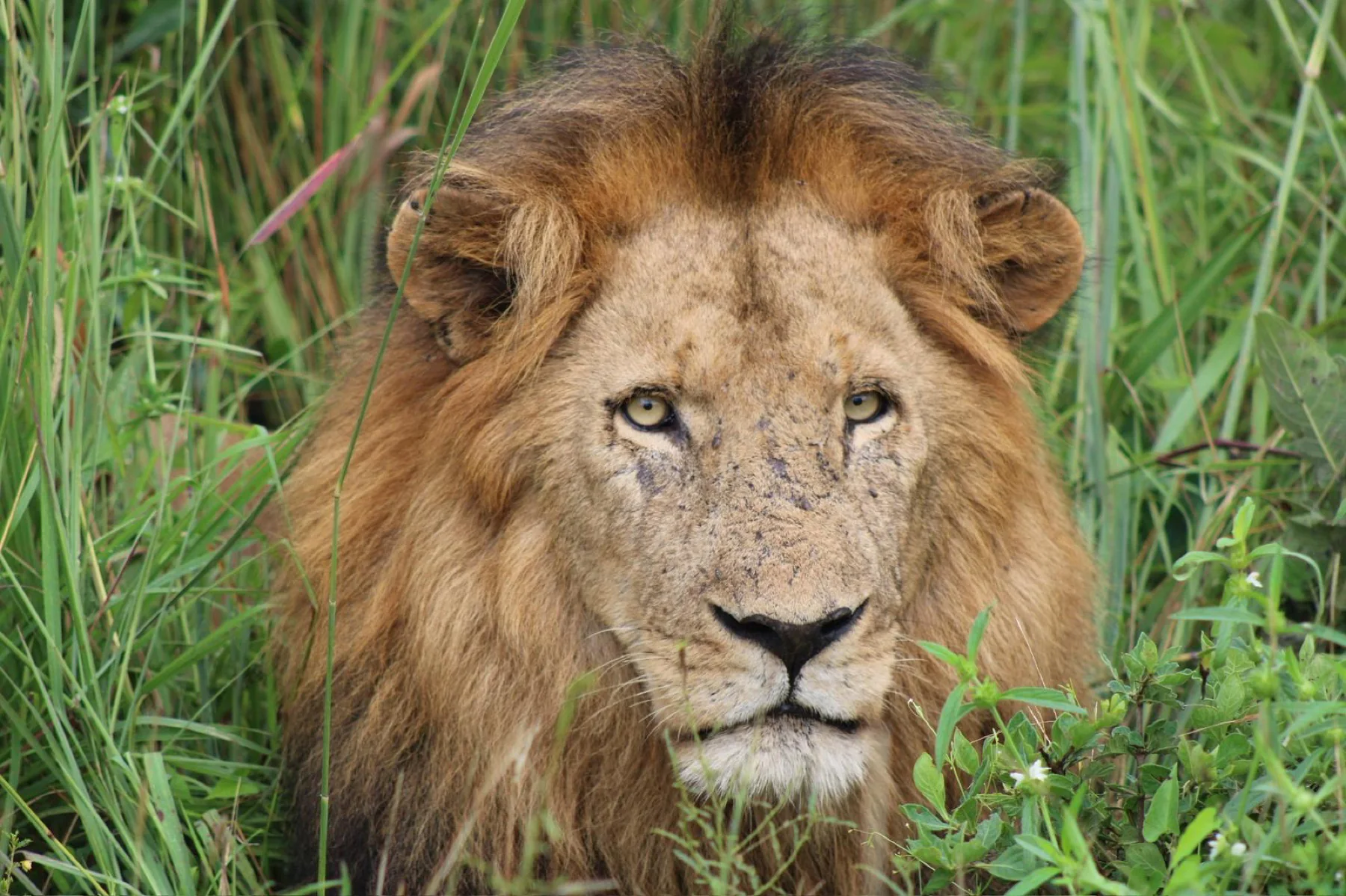 Royal Olympia Lodge and Safaris guest experience preview